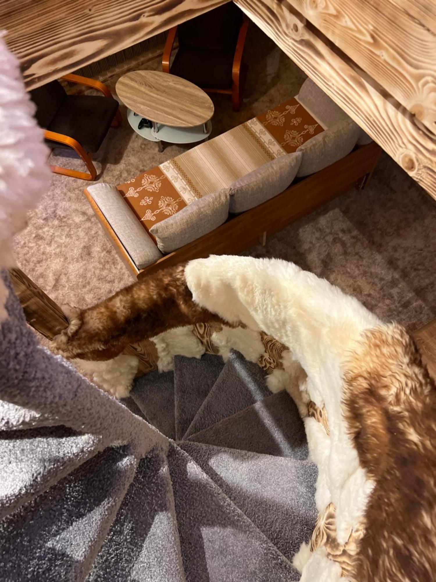 Apartamenty I Domki Taterka กอสเชียลิสกอ ภายนอก รูปภาพ